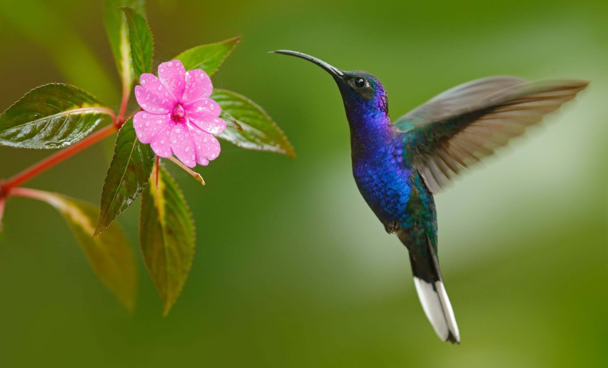 Kolibřík Trinidad a Tobago