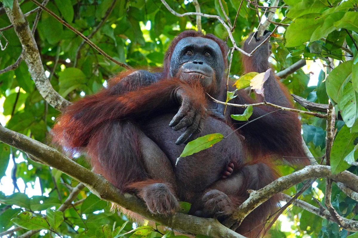 Orangutani