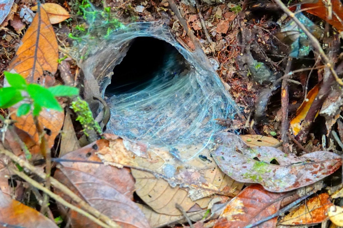 hnízdo tarantule