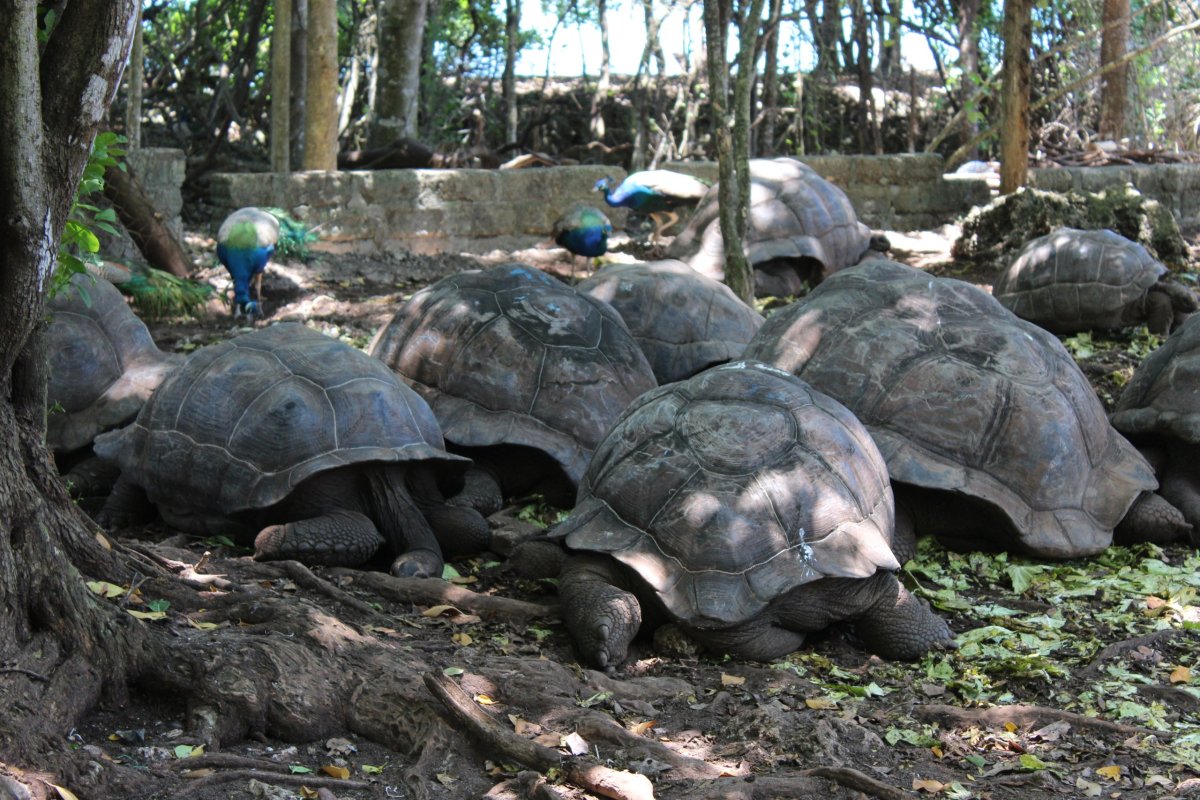V současné době zde žijí želvy obrovské, vážící až 200 kilogramů a staré až 150 let, které sem byly přivezeny ze Seychel v roce 