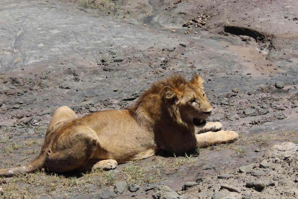 Lev dokáže během jednoho jídla sníst až 40 kg masa. Lvi mohou běžet rychlostí až 50 km/h, ale pouze na krátké vzdálenosti. Lvi t
