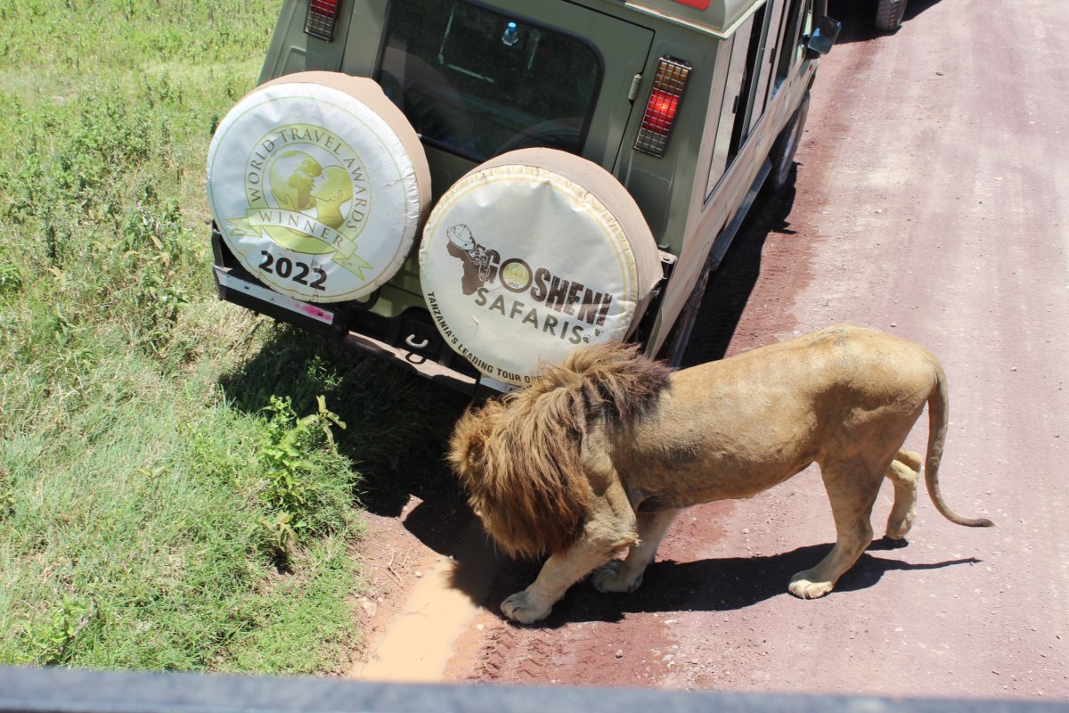 Lev se ve volné přírodě dožívá 12–16 let, v zajetí až 25 let.