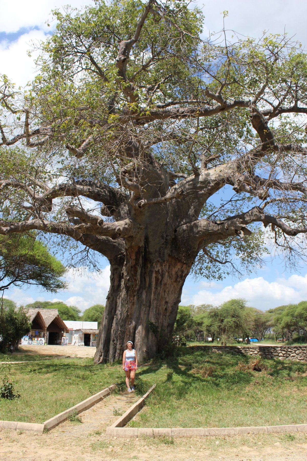 Baobab - opadavý strom s tlustými kmeny