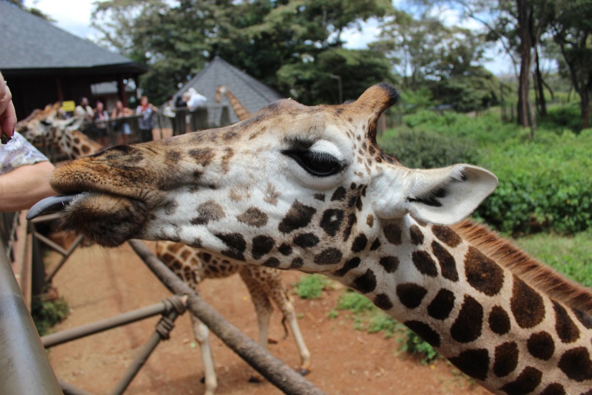 žirafy spí 5-50 minut denně, spořádají 35-65 kg potravy a můžou se dožít až 28, 10-15 ve volné přírodě