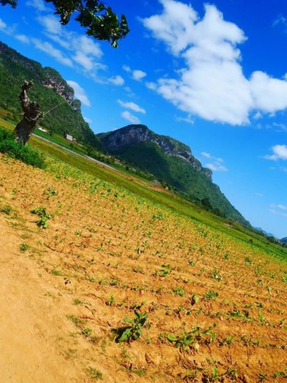 Tabákové plantáže 