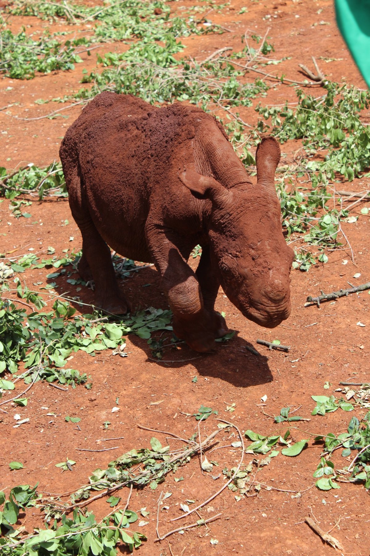 malý nosorožec, též zachráněný a připraven k adopci, Raha, holka, 18 měsíců