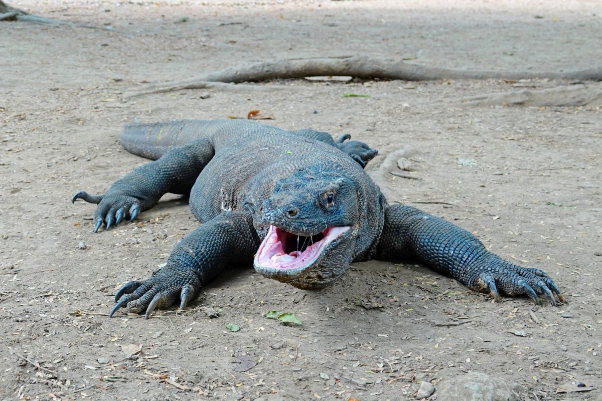 komodský drak