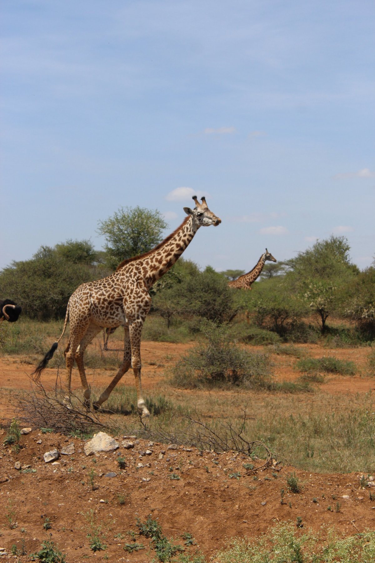Tradičně byla žirafa považována za jeden druh (Giraffa camelopardalis) s 11 poddruhy, z nichž se obecně uznává devět. Studie z r
