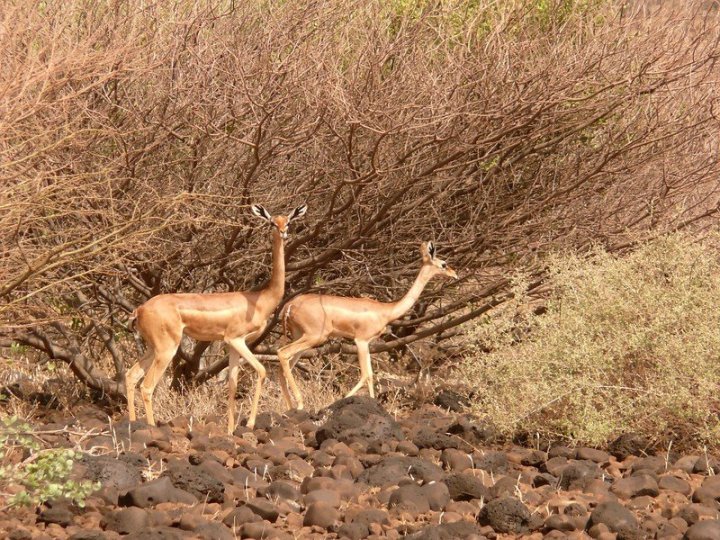 Antilopa žirafí v oblasti severní Keni