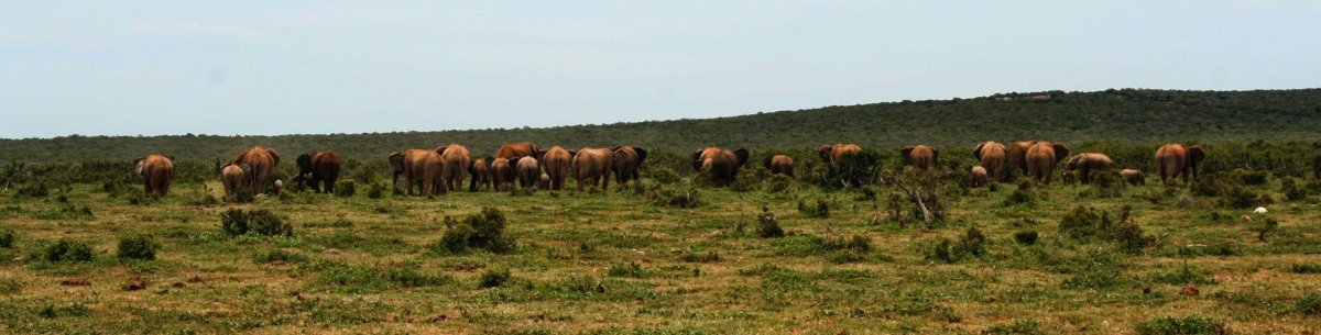 Slonů bylo tolik, že jsme museli použít panorama