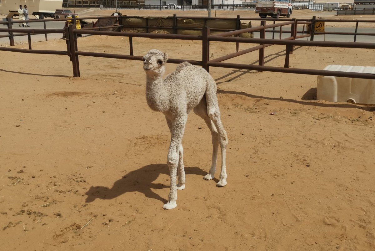 Tři dny starý velbloudek