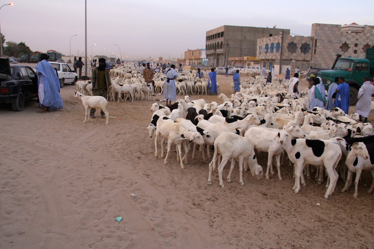 blíží se Tabaski, ulice jsou plné koz a ovcí