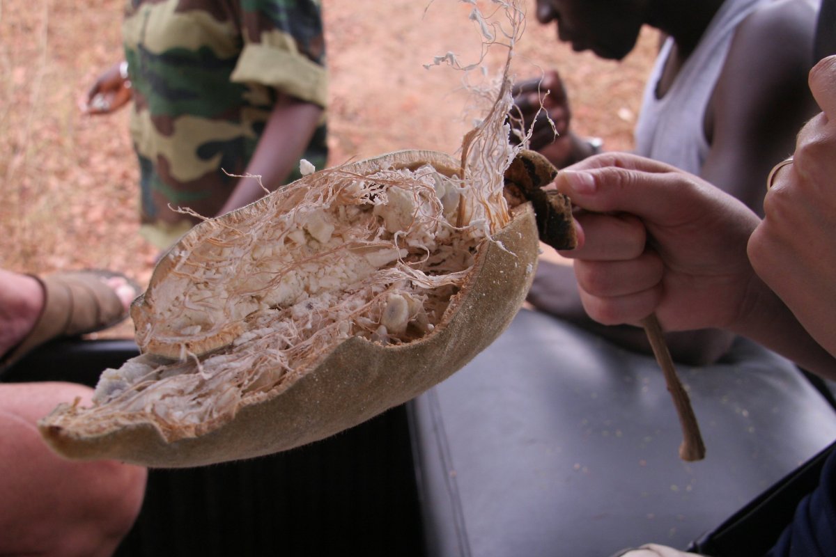 ochutnávka plodu baobabu