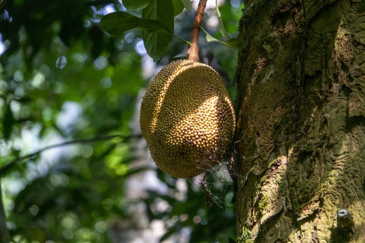 Jackfruit neboli chlebovník
