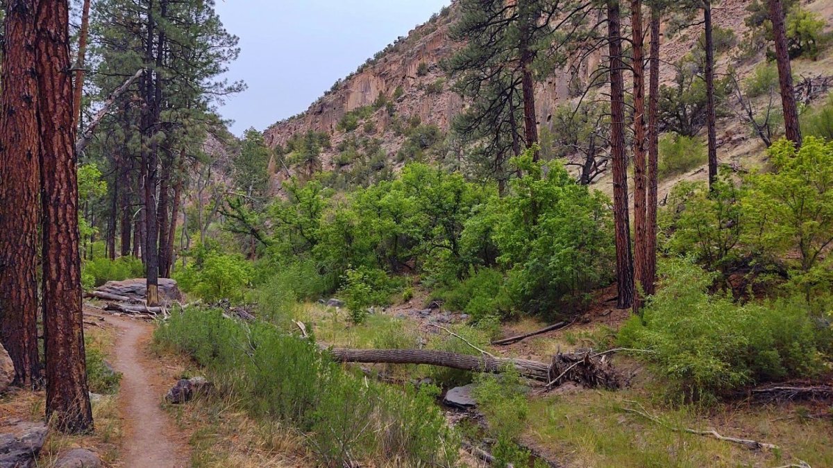 Cesta řídkým lesem