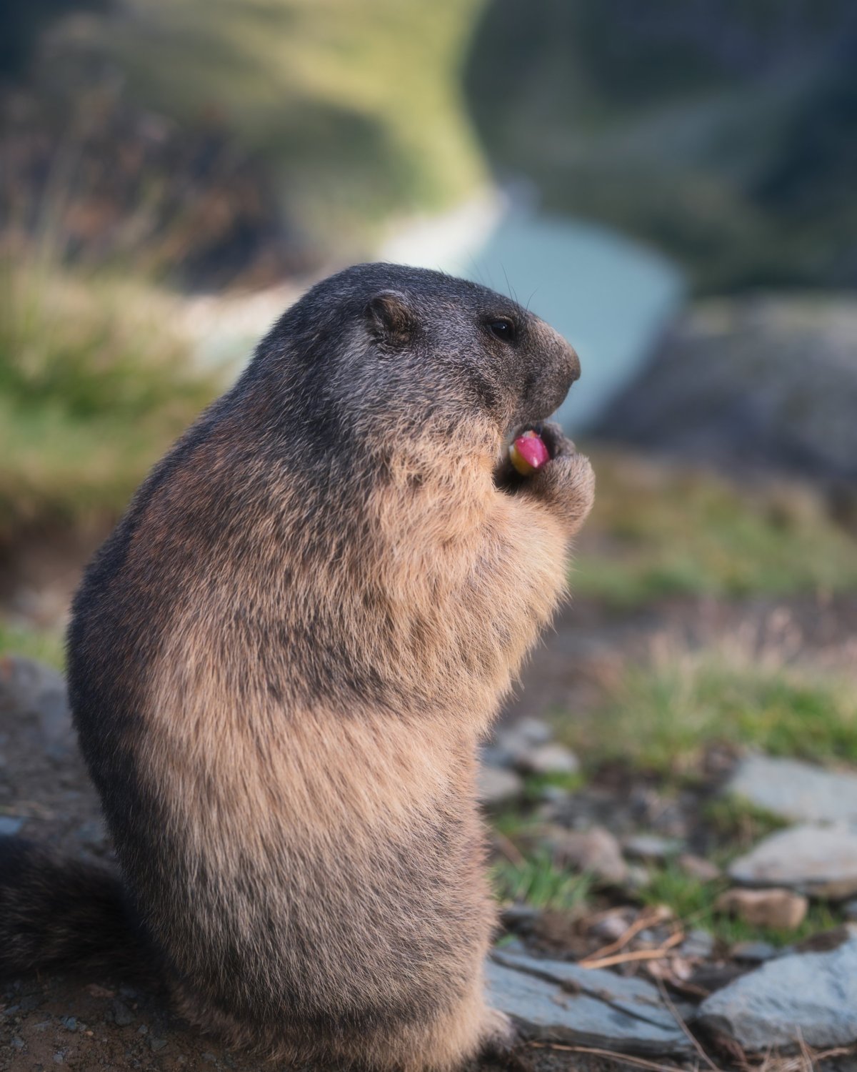 Svišti na golfovym hřišti