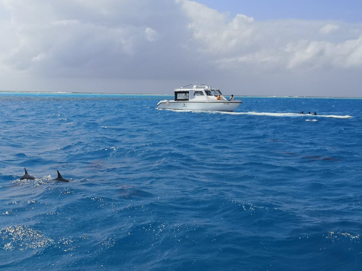 Cestou z Malé na Maafushi nás doprovázeli delfíni