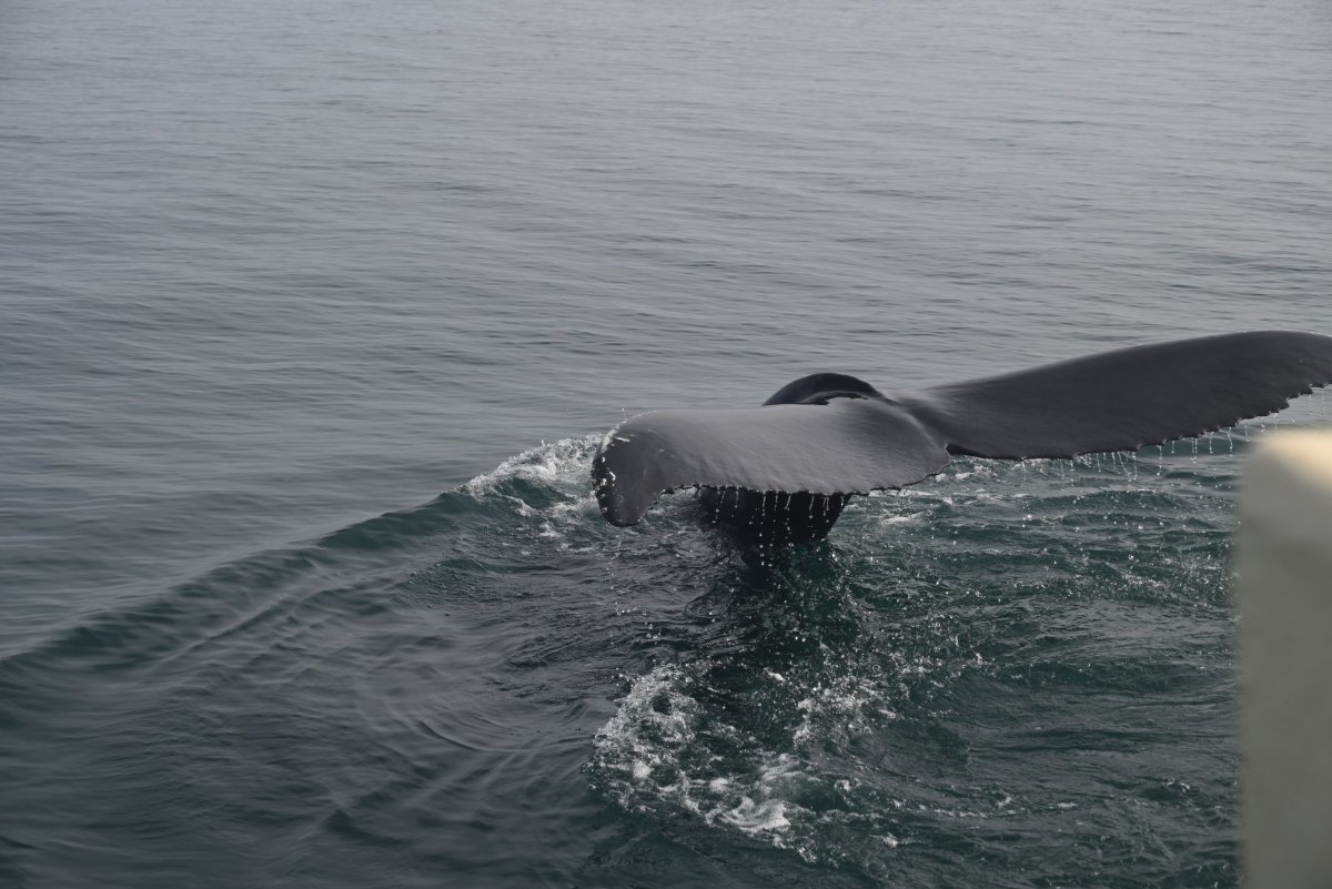 Húsavík - pozorovanie veľrýb