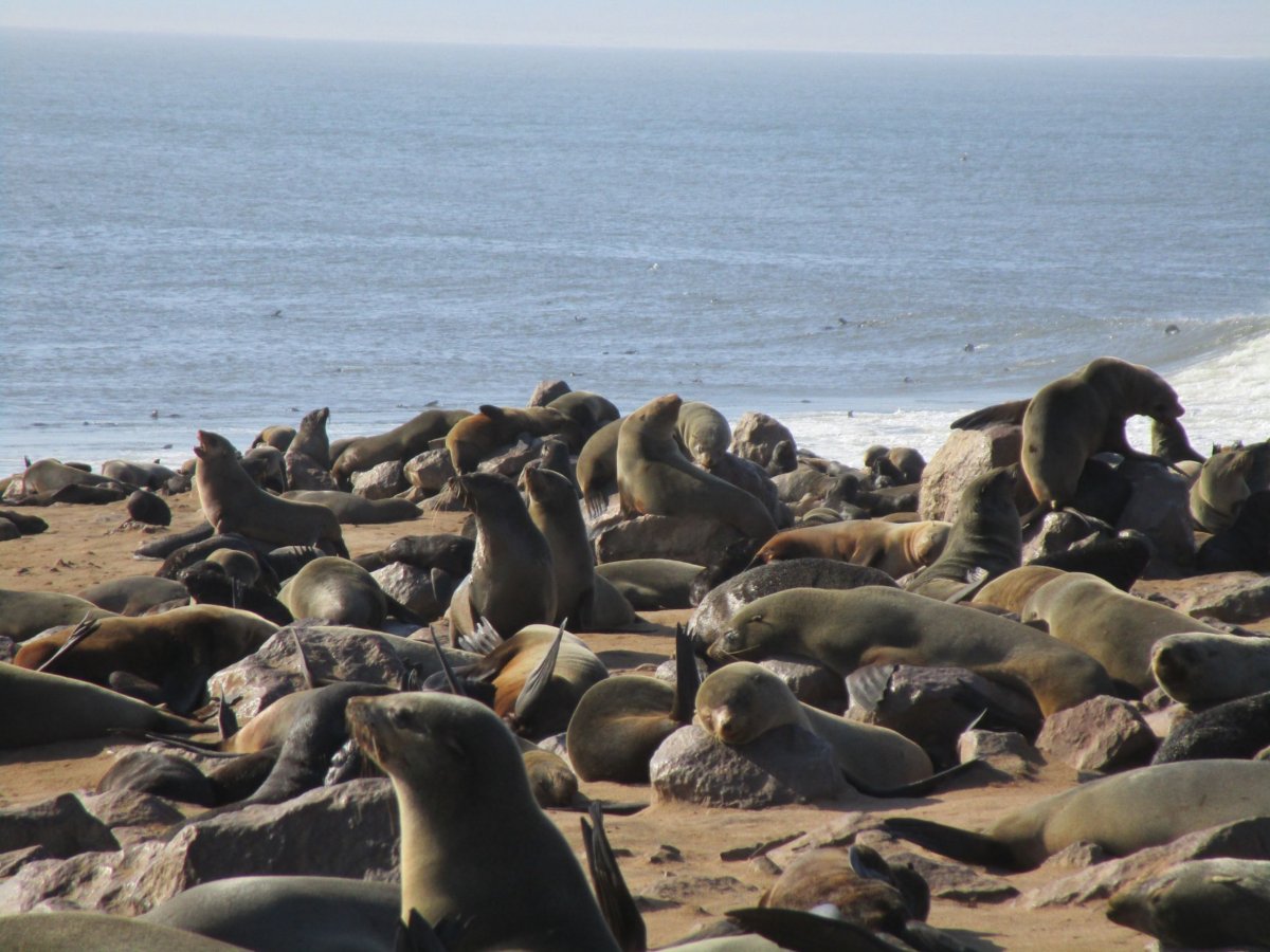 Cape Cross seal reserve