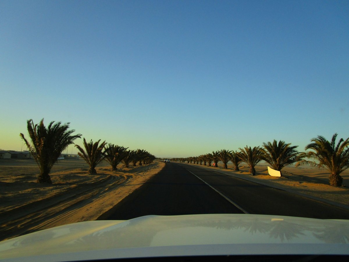 Cesta ve Swakopmundu lemovaná palmami 
