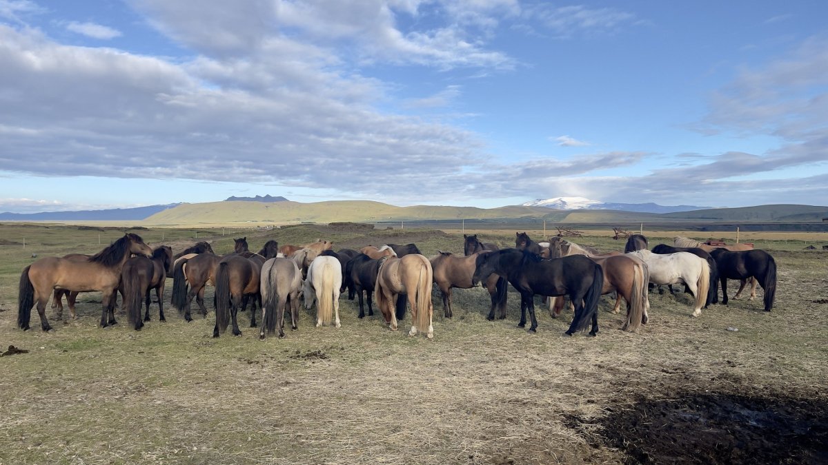 ... a také koní je na Islandu opravdu hodně... 