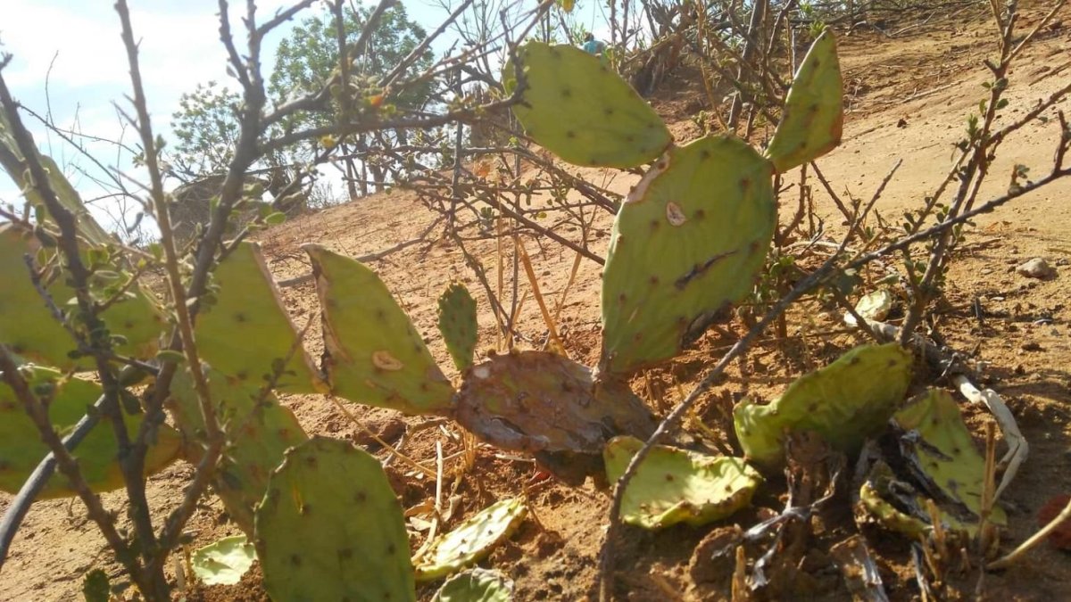 místní živý plot