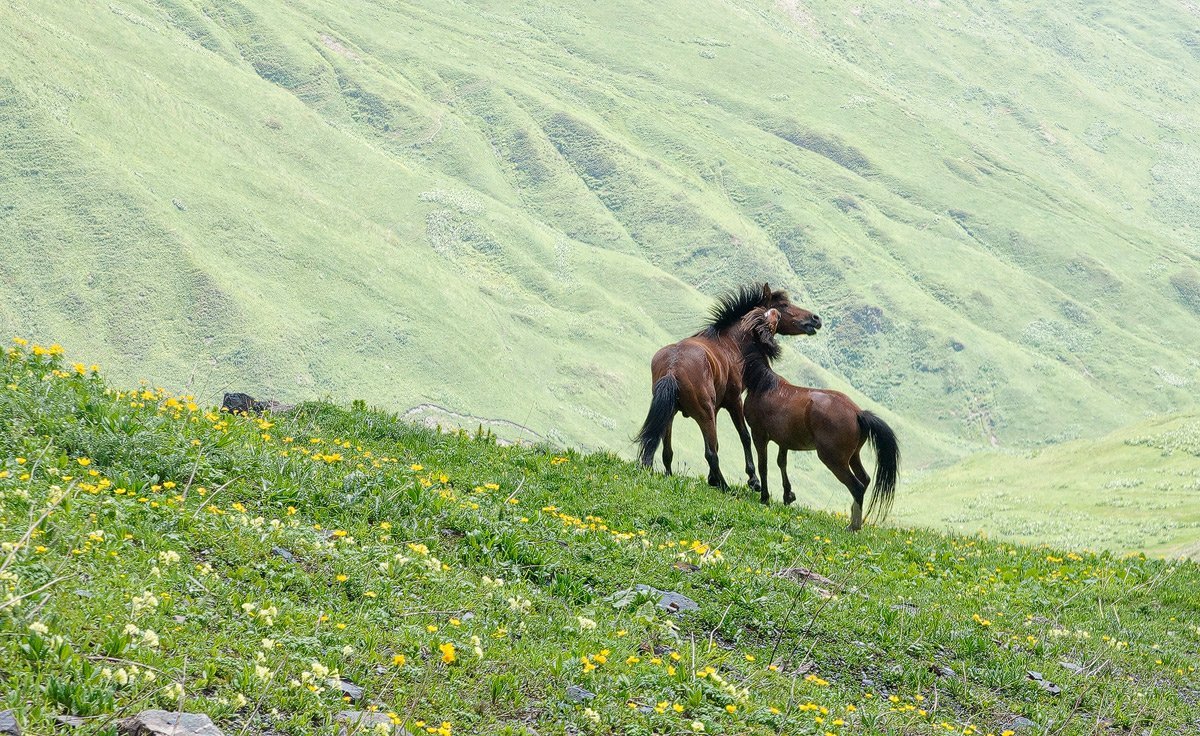 Wild kavkaz