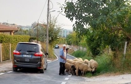 Tento snímek s ovcemi už u nás jen tak neuvidíte. Tady ovce spásají trávu podél silnic a zároveň hnojí půdu. 