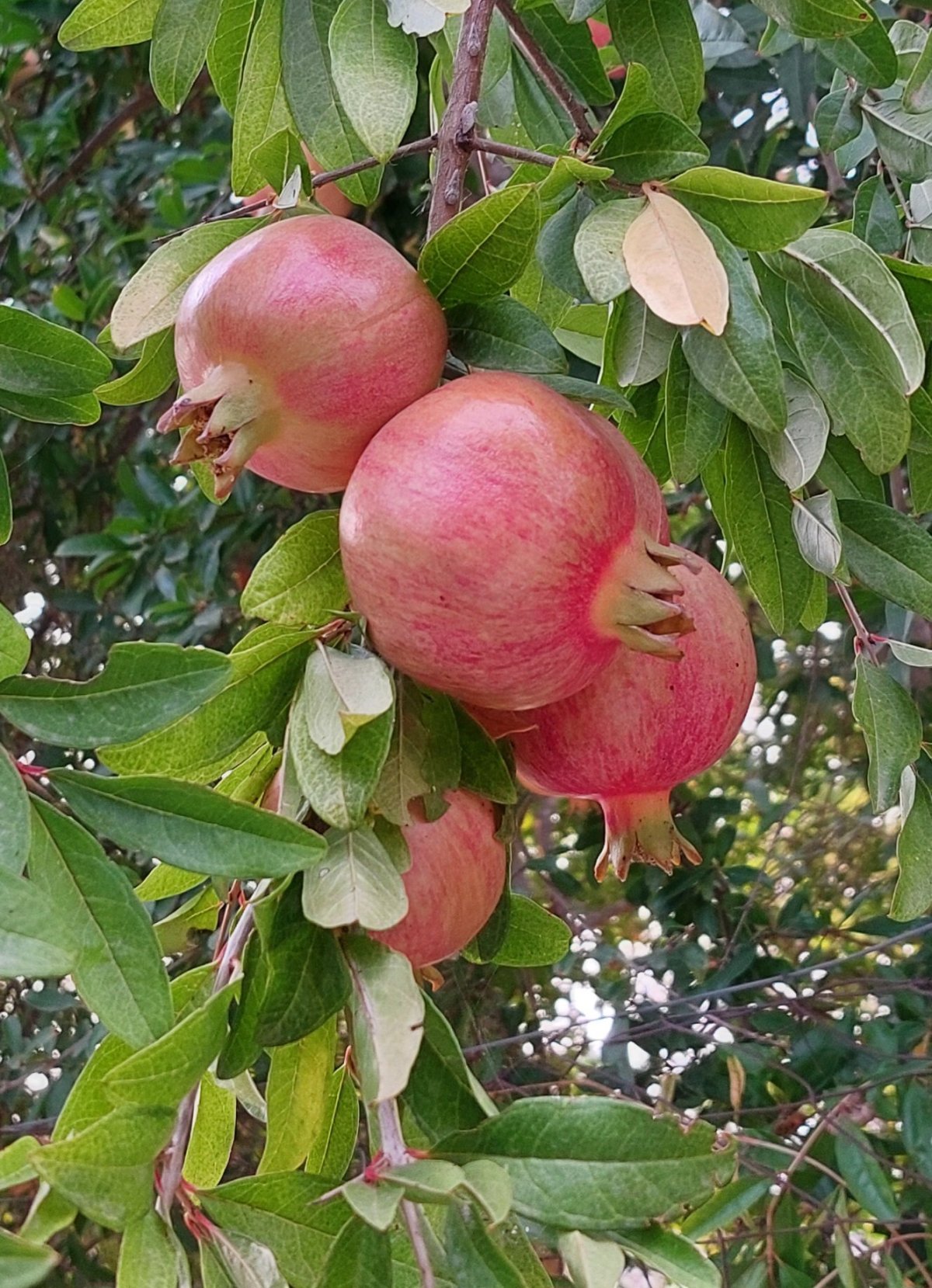 Granátová jablka, Do jejich uzrání ještě pár týdnů chybí. 