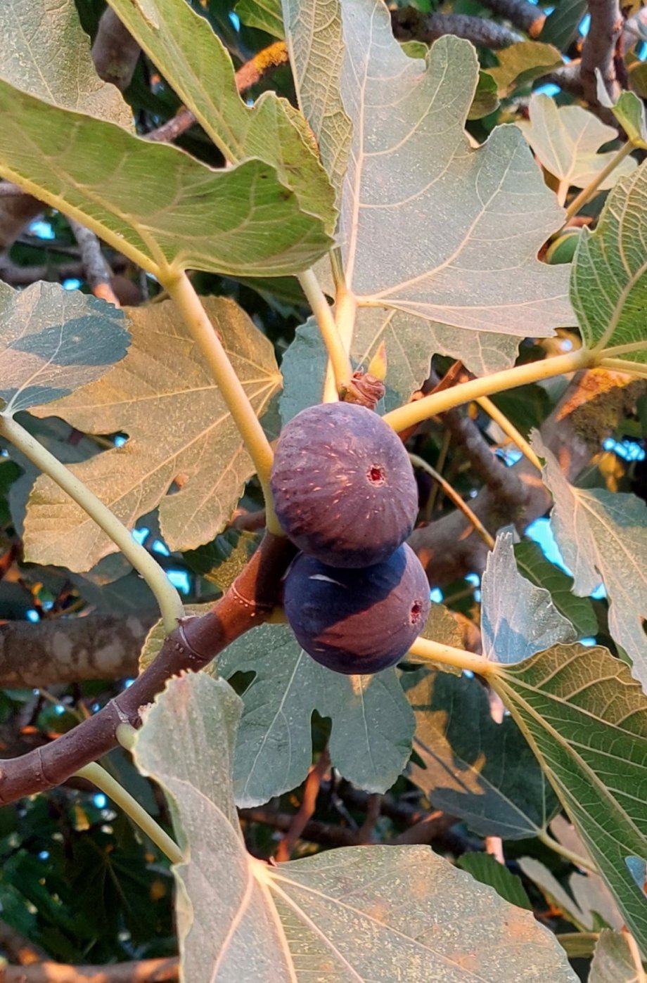A luxusní fíky. ty již jsou zralé a velice chutné. A povalují se jich kvanta pod stromy v přírode. 