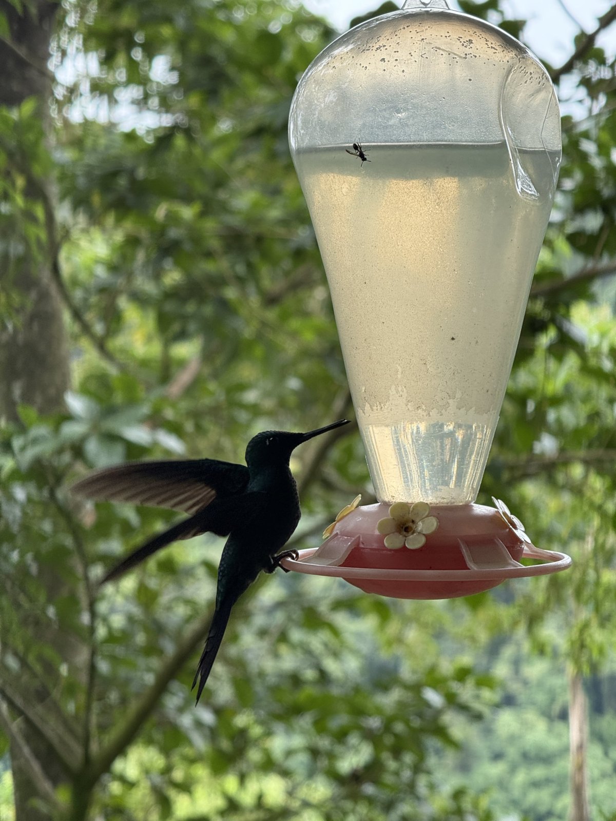 Soda y Mirador Cinchona