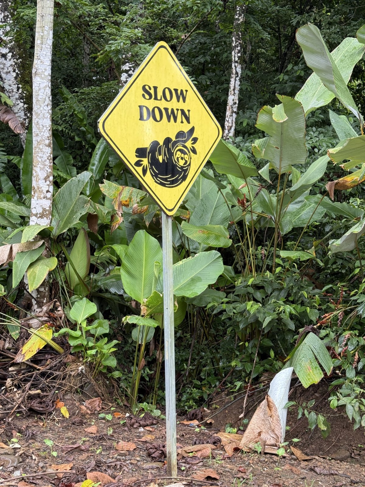 Lenochoda jsem zde v La Fortuna neviděl :(