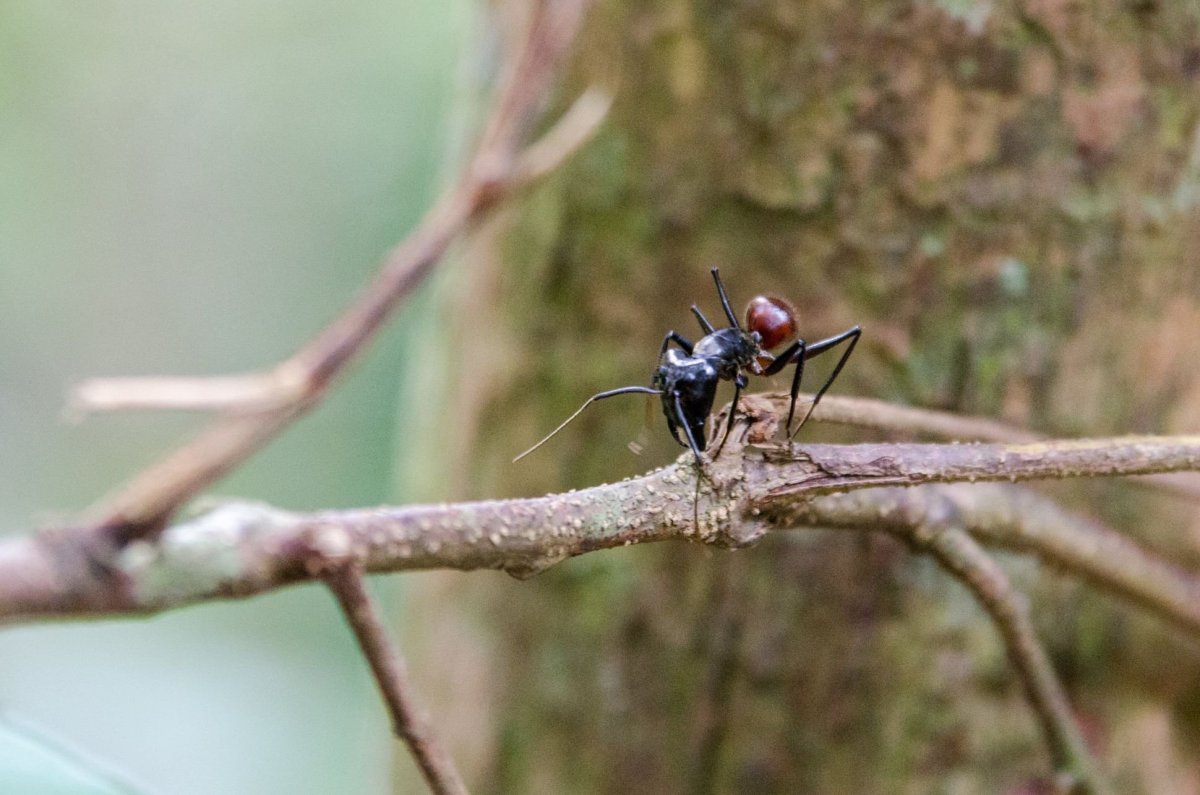 Sameček gigantického mravence