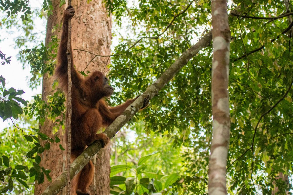Orangutan sumaterský