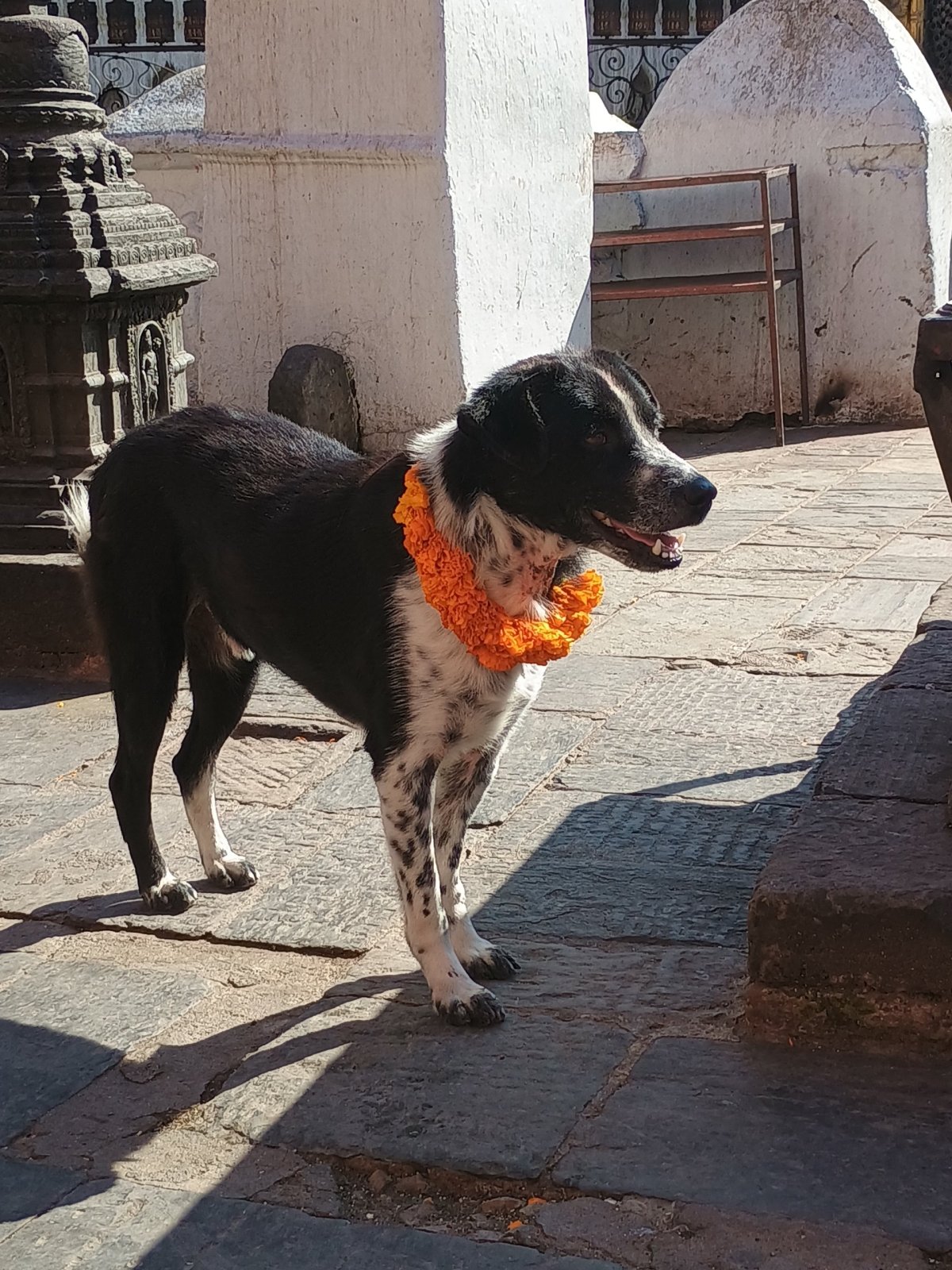 Kukur Tihar – den psů