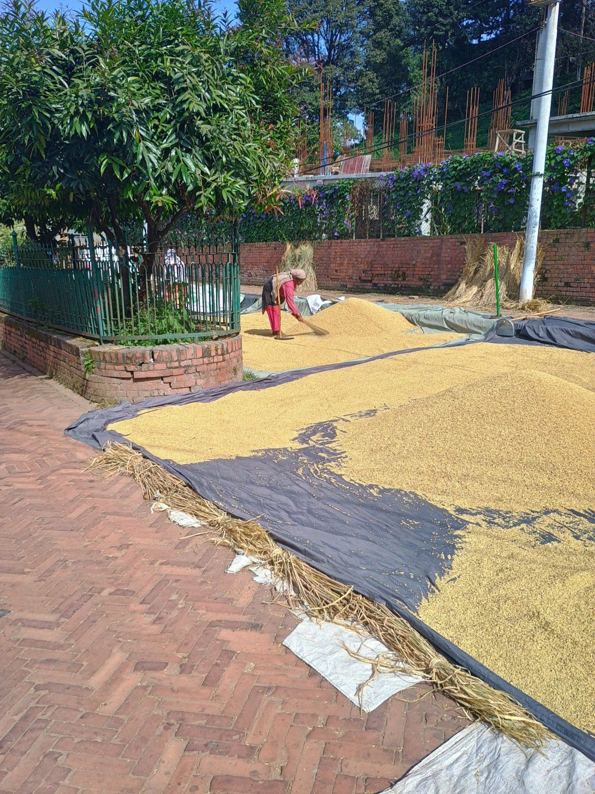 Sušení rýže na nádvoří