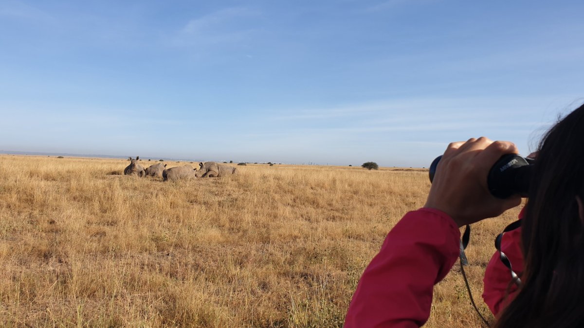 Několik druhů nosorožců již bylo vyhubeno, jeden z poddruhů nosorožce tuponosého vyhyne v nejbližších letech...