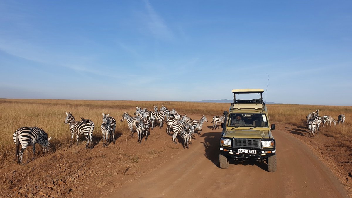 Na zebry zaručeně narazíte na každém safari