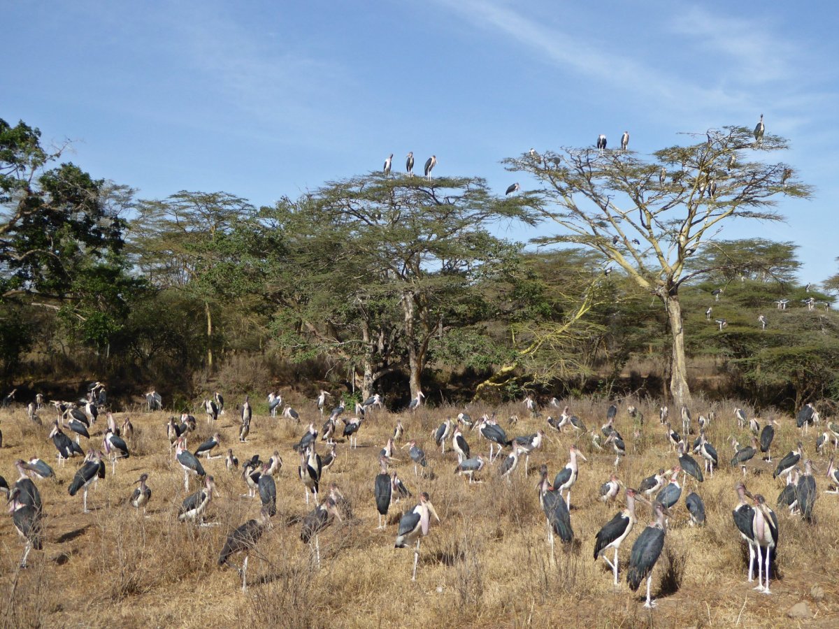 Mrchožravý marabu je blízkým příbuzným čápů