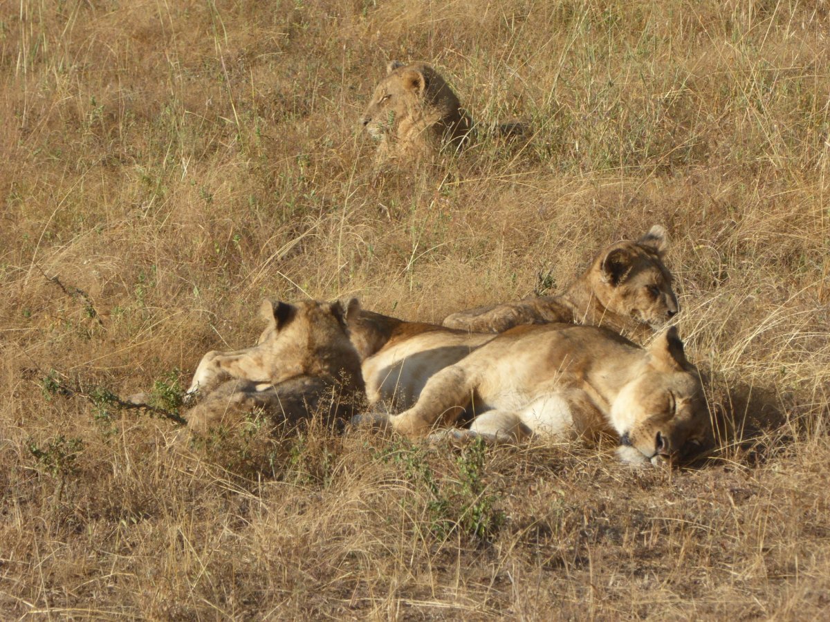 Nejen samci lvů, ale i samice většinu dne prospí