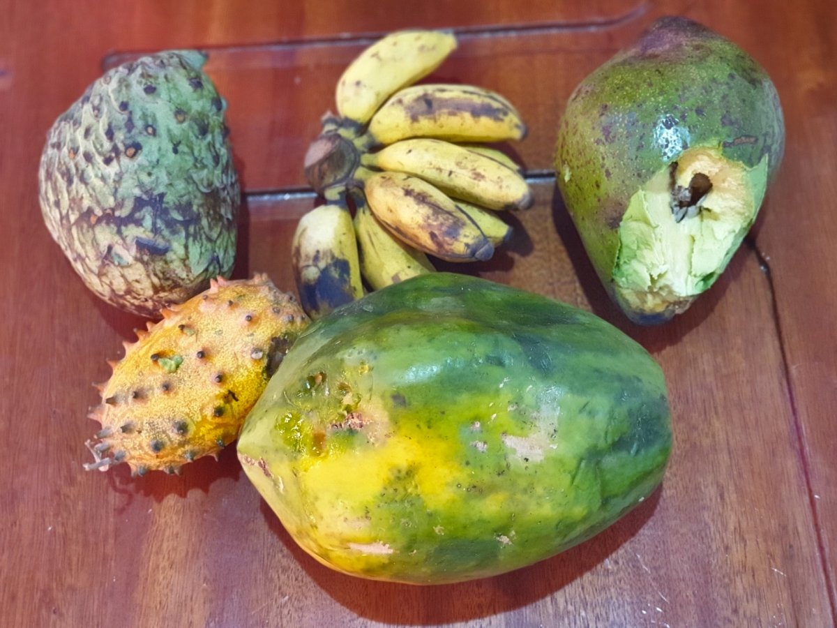Láhevník, kiwano, papája, banány kultivaru Latundan, avokádo