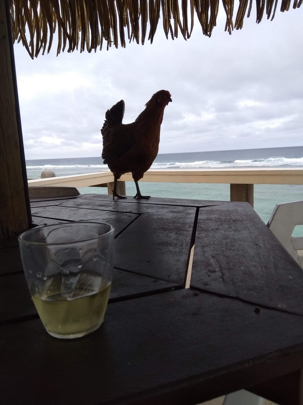 Slepice a kohouti jsou úplně všude :)