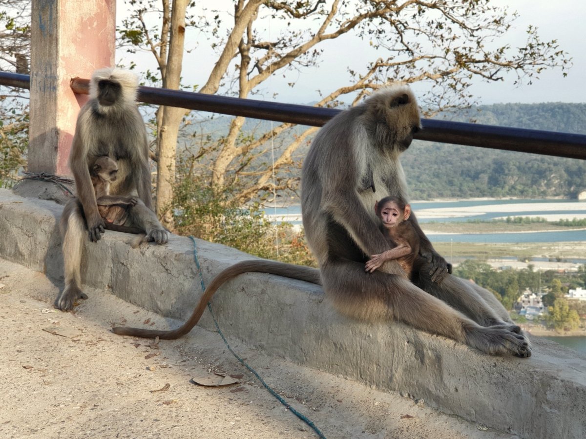 Opice u chrámu Bilvkeshwar Mahadev