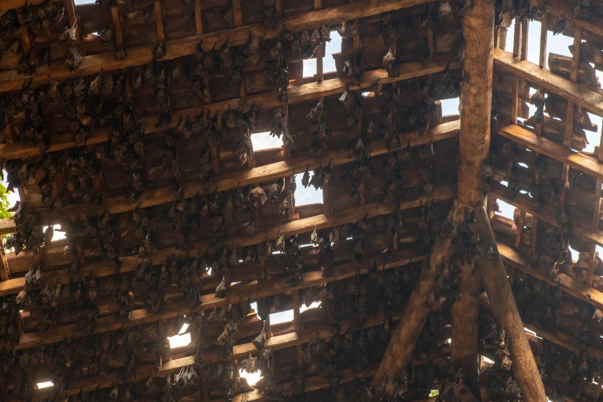 Stovky netopírů u místa De Djawatan Forest