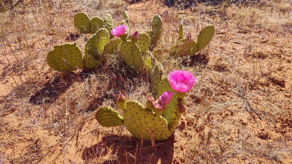 The strawberry hedgehog cactus (Kaktus jahodového ježka)