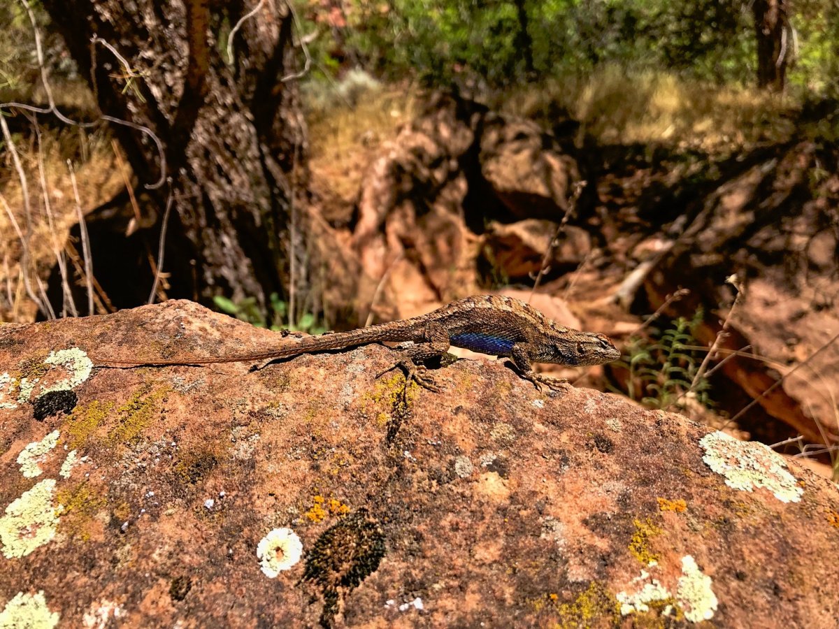 Sceloporus tristichus (Leguánek stepní) - těhotná samička