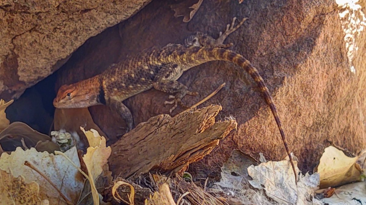 Sceloporus magister (Leguánek ostnitý)