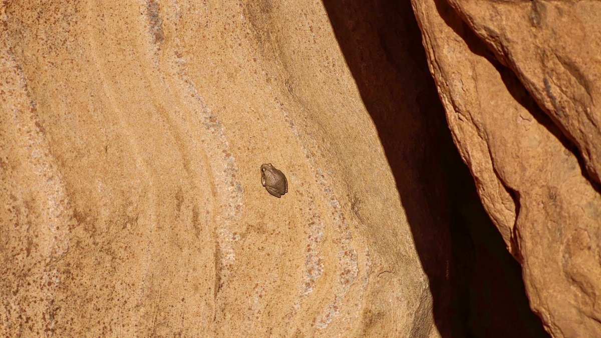 Hyla arenicolor (Rosnička kaňková)