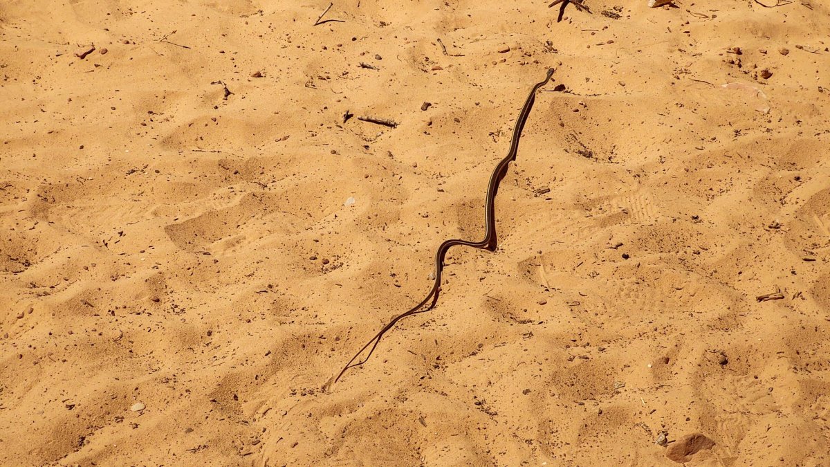 Masticophis taeniatus