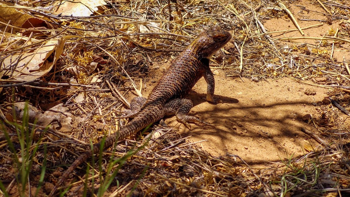 Sceloporus magister (Leguánek ostnitý)